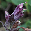Blütenfoto Bartsia alpina