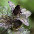 Fruchtfoto Bartsia alpina