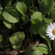 Blätterfoto Bellis perennis