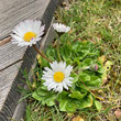 Habitusfoto Bellis perennis