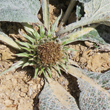 Bl&uuml;tenfoto Berardia lanuginosa