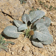 Habitusfoto Berardia lanuginosa