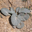 Bl&auml;tterfoto Berardia lanuginosa