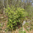 Habitusfoto Berberis julianae