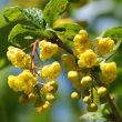 Portraitfoto Berberis vulgaris