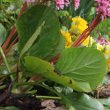 Blätterfoto Bergenia crassifolia