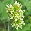 Blütenfoto Stachys alopecuros
