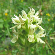 Foto Kelch Stachys alopecuros