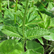 Stängel-/Stammfoto Stachys alopecuros