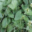 Blätterfoto Stachys alopecuros