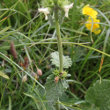 Foto von Besonderheit Stachys alopecuros