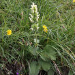 Habitusfoto Stachys alopecuros