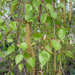 Portraitfoto Betula pendula