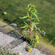 Habitusfoto Bidens cernua