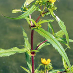 Blätterfoto Bidens cernua