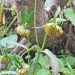 Bl&uuml;tenfoto Bidens cernua