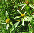 Portraitfoto Bidens connata