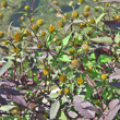 Blütenfoto Bidens frondosa