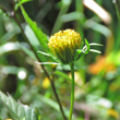Foto Kelch Bidens frondosa