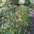 Habitusfoto Bidens frondosa