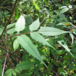 Blätterfoto Bidens frondosa