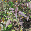 Foto von Besonderheit Bidens frondosa