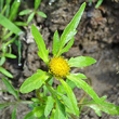 Portraitfoto Bidens radiata