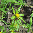 Blütenfoto Bidens radiata