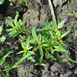 Habitusfoto Bidens radiata