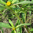 Stängel-/Stammfoto Bidens radiata