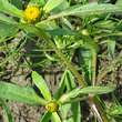 Stängel-/Stammfoto Bidens radiata