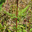 Blätterfoto Bidens tripartita