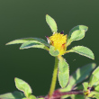 Bl&uuml;tenfoto Bidens tripartita