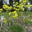 Habitusfoto Biscutella laevigata