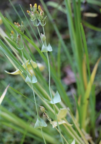 Habitusfoto Blackstonia perfoliata