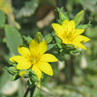 Bl&uuml;tenfoto Blackstonia perfoliata