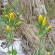 Foto Kelch Blackstonia perfoliata