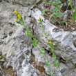 Habitusfoto Blackstonia perfoliata