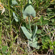 Foto von Besonderheit Blackstonia perfoliata
