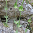 St&auml;ngel-/Stammfoto Blackstonia perfoliata
