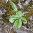 Foto Grundl&auml;tter Blackstonia perfoliata