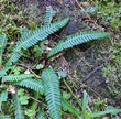 Portraitfoto Blechnum spicant