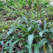 Habitusfoto Blechnum spicant