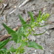 Portraitfoto Blitum virgatum