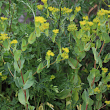 Habitusfoto Bupleurum rotundifolium