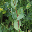 Blätterfoto Bupleurum rotundifolium