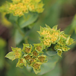 Portraitfoto Bupleurum rotundifolium