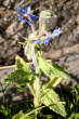 Habitusfoto Borago officinalis