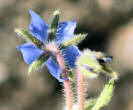 Stängel-/Stammfoto Borago officinalis