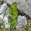 Portraitfoto Botrychium lunaria